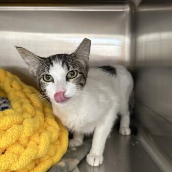 Spot -  Domestic Short Hair Cat for Adoption in Los Angeles, California - Spot | PetCurious