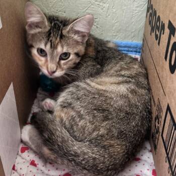 Stormi -  Domestic Short Hair Cat for Adoption in Newborn, Georgia - Stormi | PetCurious