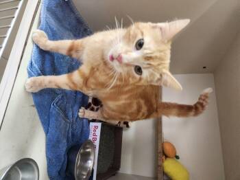 Domestic Short Hair Cats Available for Adoption - Air Boat | PetCurious