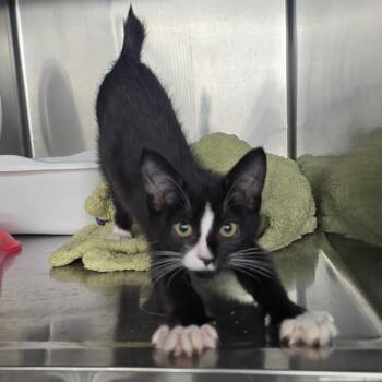 Heibei -  American Bobtail Cat for Adoption in Spokane, Washington - Heibei | PetCurious