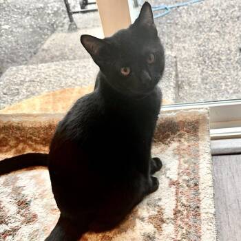 Aragog -  Domestic Short Hair Cat for Adoption in Springfield, Oregon - Aragog | PetCurious