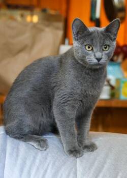 Skibble -  Domestic Short Hair Cat for Adoption in Arlington, Washington - Skibble | PetCurious