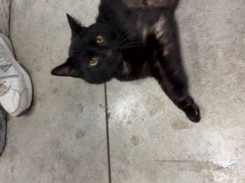 Boots -  Domestic Short Hair Cat for Adoption in Hartford City, Indiana - Boots | PetCurious