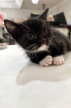 Max Lopez (Available for pre-adoption) -  Domestic Short Hair Cat for Adoption in Camden, South Carolina - Max Lopez (Available For Pre-adoption) | PetCurious