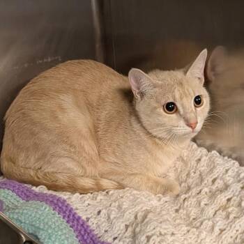 Domestic Short Hair Cats Available for Adoption in Baltimore, Maryland - A For Effort | PetCurious