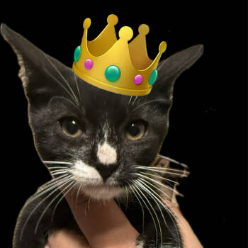 Rescue Domestic Short Hair Cats for Adoption in Hemet, California - Oreo | PetCurious