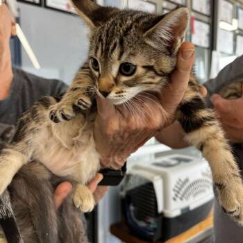 Domestic Short Hair Cats Available for Adoption in Kingman, Arizona - Waffles | PetCurious