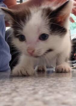 Sylvie -  Domestic Short Hair Cat for Adoption in Henderson, North Carolina - Sylvie | PetCurious