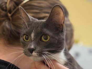 Domestic Short Hair Cats Available for Adoption in Syracuse, Indiana - Elsie | PetCurious