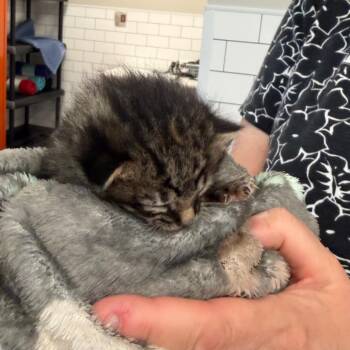 Lungs -  Domestic Short Hair Cat for Adoption in Morganton, North Carolina - Lungs | PetCurious
