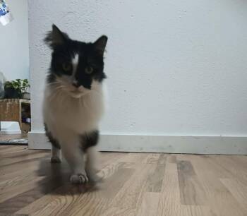 Arwen Longtail -  Domestic Long Hair and Tuxedo Cat for Adoption in Chandler, Arizona - Arwen Longtail | PetCurious
