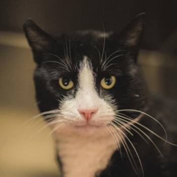 Domestic Short Hair Cats Available for Adoption - Shimmy | PetCurious