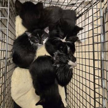 Bikini -  Domestic Short Hair Cat for Adoption in Bristol, Indiana - Bikini | PetCurious