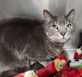 Domestic Short Hair Cats Available for Adoption - Maus | PetCurious