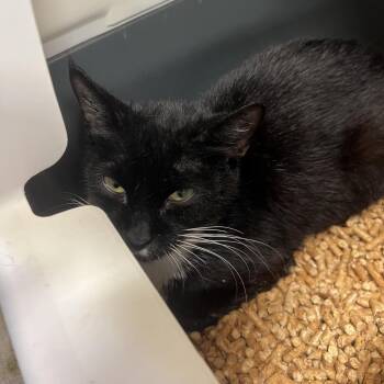 Minnie -  Domestic Short Hair Cat Available for Adoption - Minnie | PetCurious