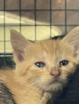 CASTIEL -  Domestic Short Hair Cat for Adoption in Fort Myers, Florida - CASTIEL | PetCurious