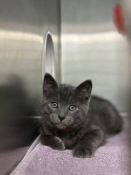 Domestic Short Hair Cats Available for Adoption in Munster, Indiana - Watermelon | PetCurious