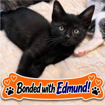 Susan -  Domestic Short Hair Cat for Adoption in Pleasant Hill, California - Susan | PetCurious