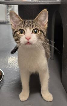 Sasha -  Domestic Short Hair Cat for Adoption in Stoughton, Wisconsin - Sasha | PetCurious