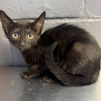 TUSC-Stray-85119 -  Domestic Short Hair Cat for Adoption in Tuscaloosa, Alabama - TUSC-Stray-85119 | PetCurious
