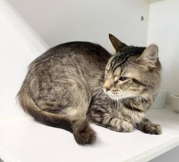 Anya -  Domestic Medium Hair Cat for Adoption in Rochester, Indiana - Anya | PetCurious