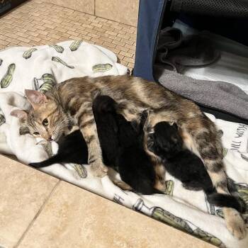 Daenerys -  Domestic Short Hair and Exotic Shorthair Cat for Adoption in Long Beach, California - Daenerys | PetCurious