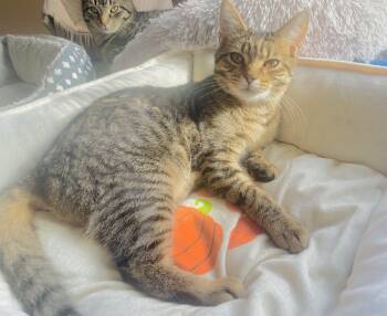 Domestic Short Hair Cats Available for Adoption - Tom | PetCurious