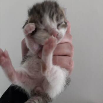 Cactus -  Domestic Short Hair Cat for Adoption in Ottawa, Kansas - Cactus | PetCurious