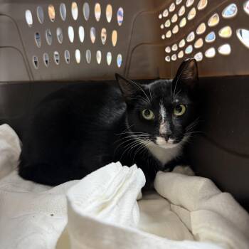 Buster Blueth -  Tuxedo Cat for Adoption in Columbia, South Carolina - Buster Blueth | PetCurious