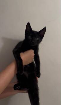 Ponyo Bear Bonded To Teddy Bear -  Domestic Short Hair Cat for Adoption in Chandler, Arizona - Ponyo Bear Bonded To Teddy Bear | PetCurious