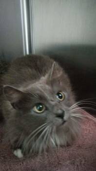 Domestic Medium Hair Cats Available for Adoption - Tofu | PetCurious