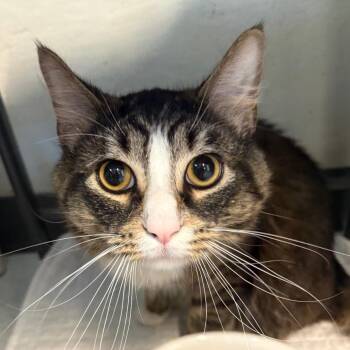 George Purrwell -  Domestic Medium Hair Cat for Adoption in Kennebunk, Maine - George Purrwell | PetCurious