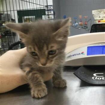 BABE RUTH -  Domestic Short Hair Cat for Adoption in Thousand Palms, California - BABE RUTH | PetCurious