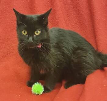 Domestic Medium Hair Cats Available for Adoption in Stratham, New Hampshire - Emma | PetCurious