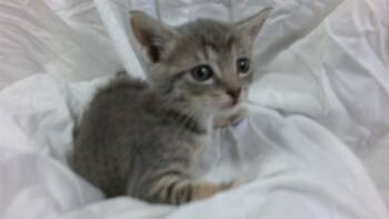 Domestic Short Hair Cats Available for Adoption in Doral, Florida - FRIDA | PetCurious