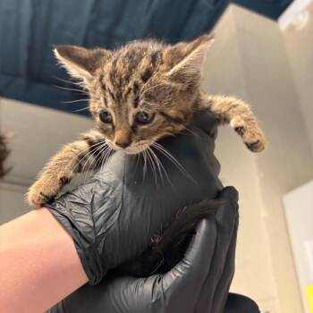 Armanda -  Domestic Short Hair Cat for Adoption in Huntington, West Virginia - Armanda | PetCurious