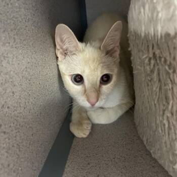 Dizzy -  Domestic Short Hair and Siamese Cat for Adoption in Goleta, California - Dizzy | PetCurious