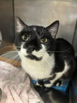 Domestic Short Hair Cats Available for Adoption - Batman | PetCurious