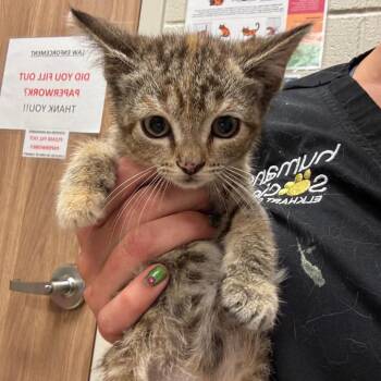 Alecto -  Domestic Short Hair Cat for Adoption in Bristol, Indiana - Alecto | PetCurious