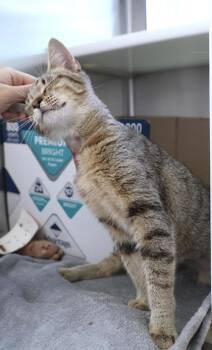 Flora -  Domestic Short Hair Cat for Adoption in Westland, Michigan - Flora | PetCurious