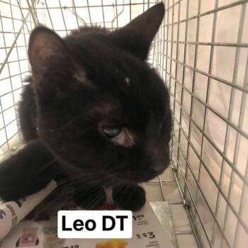 Rescue Domestic Short Hair Cats for Adoption in Philadelphia, Pennsylvania - Leo | PetCurious