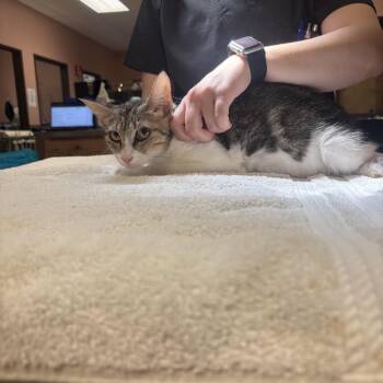 C7 -  American Shorthair Cat for Adoption in Portland, Texas - C7 | PetCurious