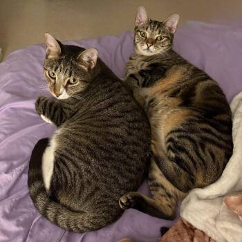 Macon & Brock -  American Shorthair Cat for Adoption in Davie, Florida - Macon & Brock | PetCurious