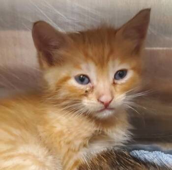 Fjord -  Domestic Short Hair Cat for Adoption in Kansas City, Missouri - Fjord | PetCurious
