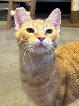 Rescue Domestic Short Hair Cats for Adoption in Las Vegas, Nevada - Pumpkin Spice | PetCurious