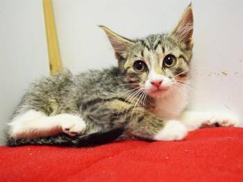 BRITANY -  Domestic Short Hair Cat for Adoption in Sacramento, California - BRITANY | PetCurious