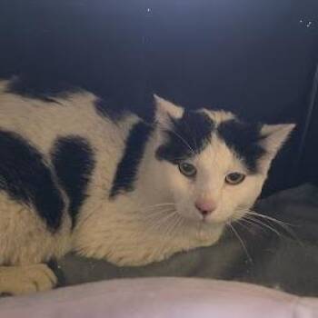 Domestic Short Hair Cats Available for Adoption - Pebbles | PetCurious