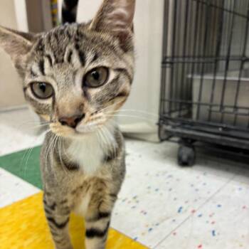 Domestic Short Hair Cats Available for Adoption in Buffalo, New York - Mystique | PetCurious