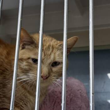 Domestic Short Hair Cats Available for Adoption - Oliver (Ollie) | PetCurious