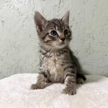Domestic Short Hair Cats Available for Adoption in Cumming, Georgia - Donut | PetCurious